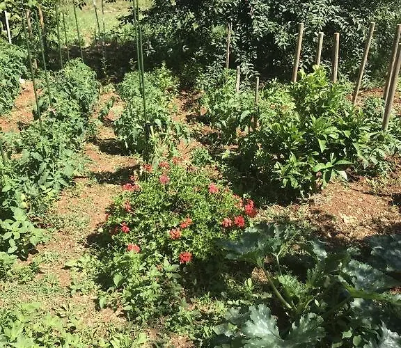 With Parking Space Mocici, Dubrovnik - 12856 Apartman Čilipi